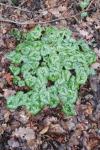 Cyclamen hederifolium
