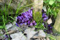 Lathraea clandestina