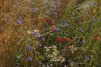 Matricaria chamomilla