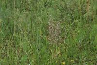 Himantoglossum hircinum