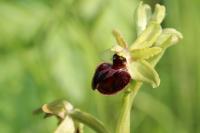 Ophrys aranifera