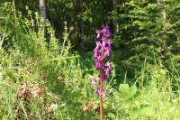 Orchis mascula subsp. mascula