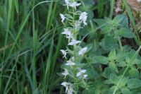 Platanthera chlorantha