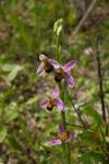 Ophrys apifera