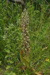 Himantoglossum hircinum