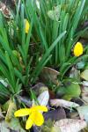Colchicum autumnale