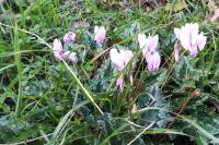 Cyclamen purpurascens