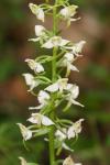Platanthera chlorantha