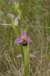 Ophrys apifera