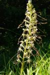 Himantoglossum hircinum