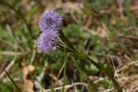 Globularia bisnagarica