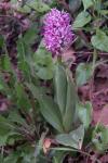 Orchis simia