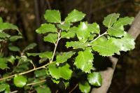 Quercus ilex
