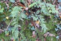 Asplenium adiantum-nigrum
