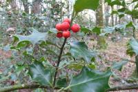 Ilex aquifolium