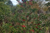 Ilex aquifolium