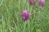 Fritillaria meleagris