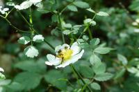 Rosa arvensis