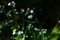 Myosotis sylvatica