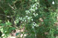 Ligustrum vulgare