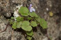Cymbalaria muralis