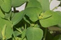Euphorbia peplus