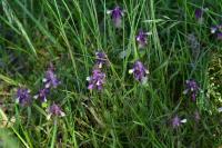 Melampyrum cristatum