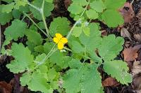 Chelidonium majus