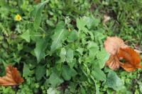 Sonchus oleraceus