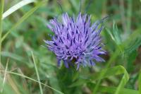 Carthamus mitissimus