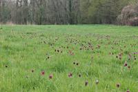 Fritillaria meleagris