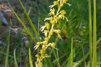 Neottia ovata