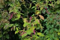 Phytolacca americana