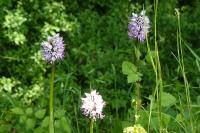 Orchis simia