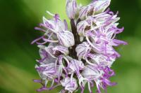Orchis simia