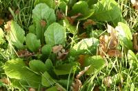 Doronicum plantagineum