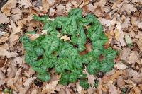 Cyclamen hederifolium