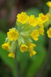 Primula veris