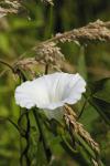 Convolvulus sepium