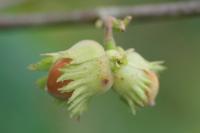 Corylus avellana
