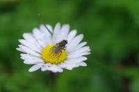 Bellis perennis