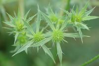 Eryngium campestre