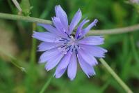 Cichorium intybus