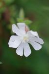 Silene latifolia
