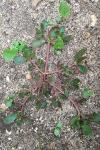 Portulaca oleracea