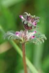 Lamium amplexicaule