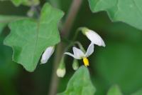 Solanum nigrum