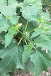 Datura stramonium