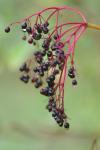 Sambucus nigra