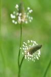 Plantago lanceolata